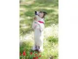 Adopt Spike a White - with Brown or Chocolate Jack Russell Terri
