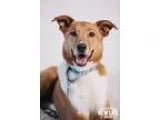 Adopt Vaughn a Black - with White Labrador Retriever  Mixed dog 