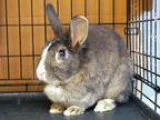 Adopt STOMP a OtherUnknown  Mixed (medium coat) rabbit in Tacoma