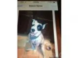 Adopt Sandy a Collie  Mixed dog in Chantilly VA (15359860)
