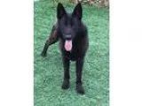 Adopt Toledo a German Shepherd Dog  Mixed dog in San Luis Obispo