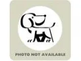 Adopt Haley a Rat Terrier  Mixed dog in Menands NY (15494746)