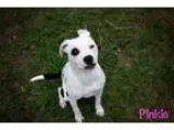 Adopt Pinkie a Pit Bull Terrier