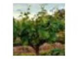 Oak Farm Vineyards - Summer Wine Club Pick-up Party