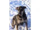 Adopt Pearl a Hound Husky