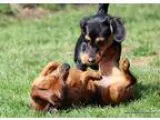 Adopt Dixie 9 mos. mix 300 fee a Black - with Tan Yellow or Fawn