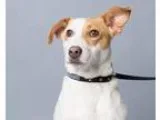 Adopt Jackie a Jack Russell Terrier  Mixed dog in Columbia SC (1