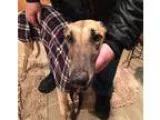 Adopt Hilco Jazzy a TanYellowFawn Greyhound  Mixed dog in West B