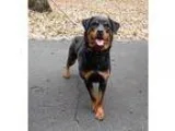 Adopt Nadine a Black - with Brown Red Golden Orange or Chestnut 