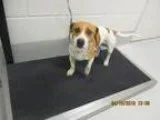 Adopt Golfer a Beagle
