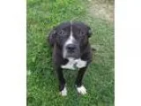 Adopt Doozy a Pit Bull Terrier  Mixed dog in St. Louis MO (15554
