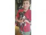 Adopt Stella a Brindle - with White Boxer  Pit Bull Terrier  Mix