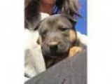 Adopt Baylee a Shih Tzu Lhasa Apso