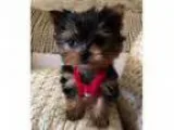 adorable male and female Teacup Yorkie Puppies