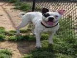 Adopt BOSON a Boston Terrier Pit Bull Terrier