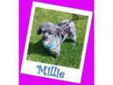 Adopt Millie Franklin a Poodle