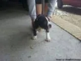 Blue Merle Male Female Pitbull Terrier Rare Color