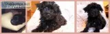 Designer Breed Yorkiepoo