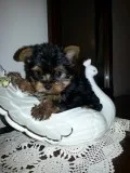 Yorkshire Terrier Toy
