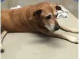 Adopt Ruby a RedGoldenOrangeCh estnut - with White Labrador Retr