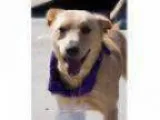 Adopt Kisha a Cattle Dog