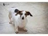 Adopt Nutmeg a Dachshund