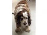 Adopt Lacey a White - with Brown or Chocolate Cocker Spaniel  Mi
