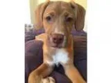 Adopt Copper a RedGoldenOrangeCh estnut Vizsla  Hound (Unknown T