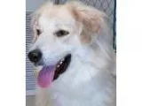 Adopt Bear in MA a Great Pyrenees Golden Retriever