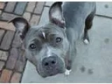 Adopt Livi a GrayBlueSilverSal t and Pepper American Staffordshi