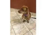 Adopt Vienna a Dachshund