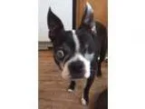 Adopt Bentley a Black - with White Boston Terrier  Mixed dog in 