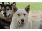 Adopt Lordess a Husky