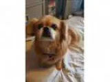 Adopt Katie a Tibetan Spaniel Mixed dog in Vancouver BC (