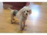 Adopt Raymond - Great rescue story a Poodle