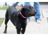 Adopt Mitzi a Rottweiler