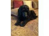 Inky Black Standard Poodle Puppies
