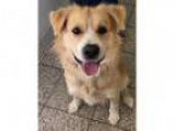 Dog Training School