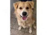 Dog Training School