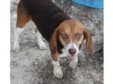 Adopt Honey a Tricolor (TanBrown and Black and White) Beagle  Mi