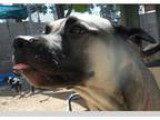 Adoption Special This Weekend