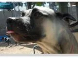 Adoption Special This Weekend
