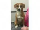 Adopt Cody a Jack Russell Terrier Basenji