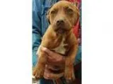 Adopt Sheila a RedGoldenOrangeCh estnut American Pit Bull Terrie