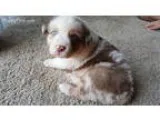 Jasper RMM