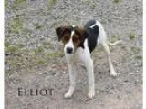 Adopt Elliot- Coming 521-Taking App a Tricolor (TanBrown and Bla