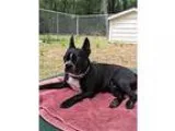 Adopt Rocky Evers a Boston Terrier