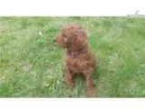 Red Standard Poodle Female Puppy 2