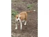 Adopt Fergie a RedGoldenOrangeCh estnut American Pit Bull Terrie