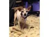 Adopt Precious a Rat Terrier